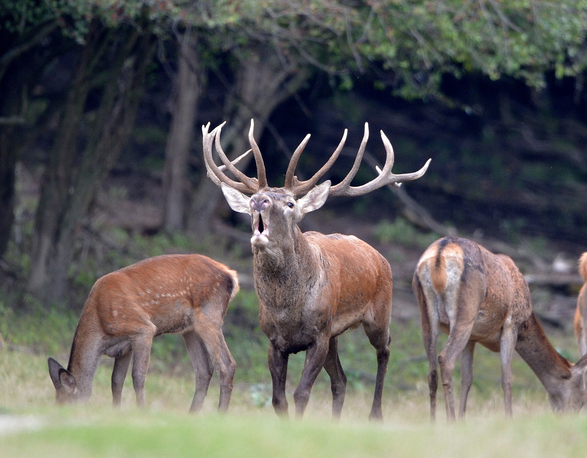Red Deer Passion and Prey