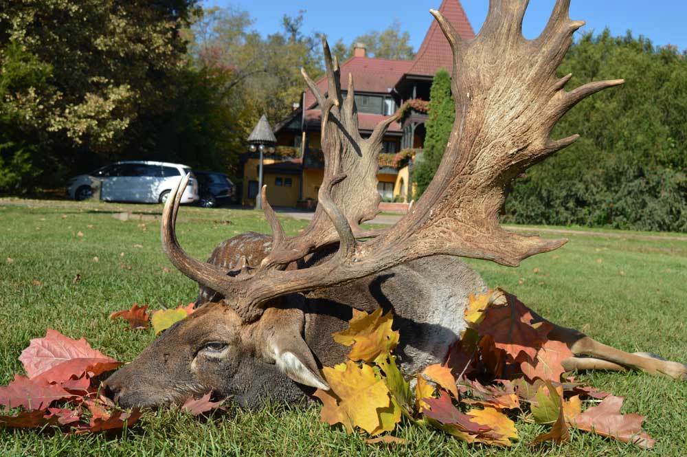 5 World Record Fallow Deer KaeranZantay